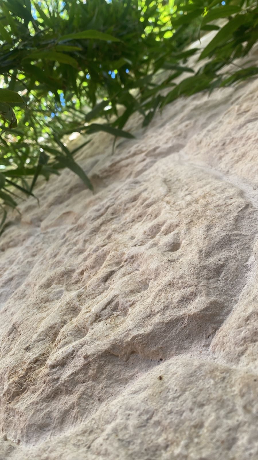 Close da face bruta de um muro de pedra natural sob luz rasante, com folhagem encostando na superfície porosa